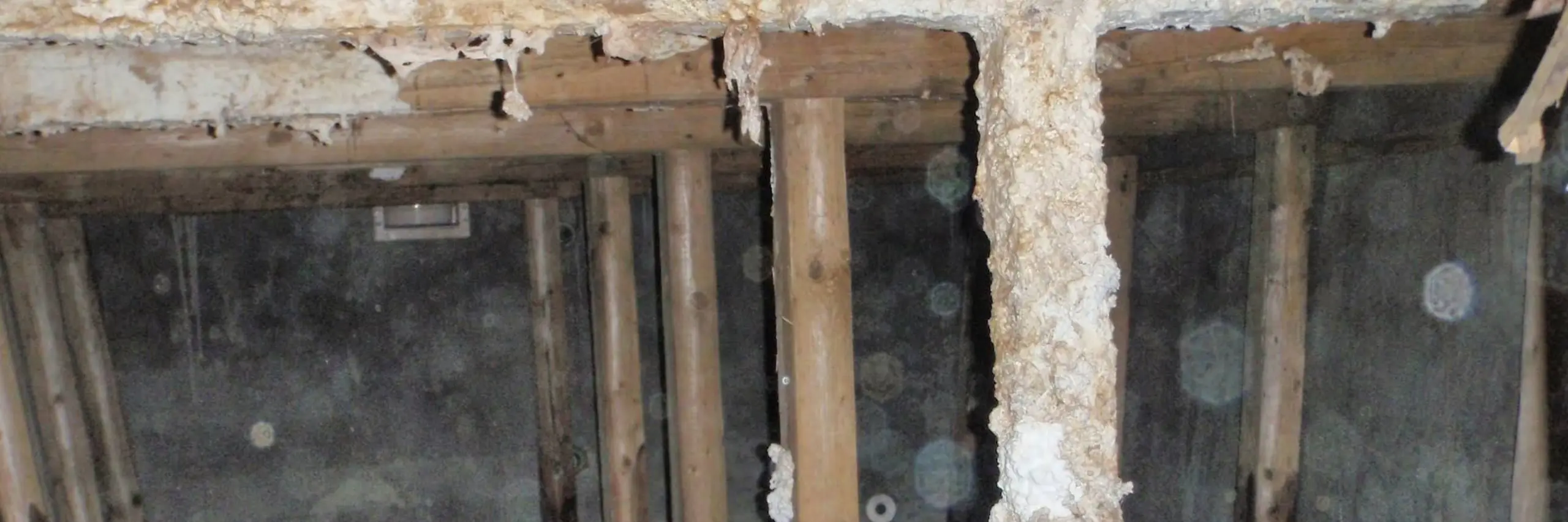 Schimmel in Wohnräumen – Wann treten Feuchtigkeitsprobleme auf?